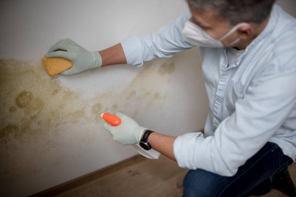 Best Basement Mold Remediation in Franklin, GA