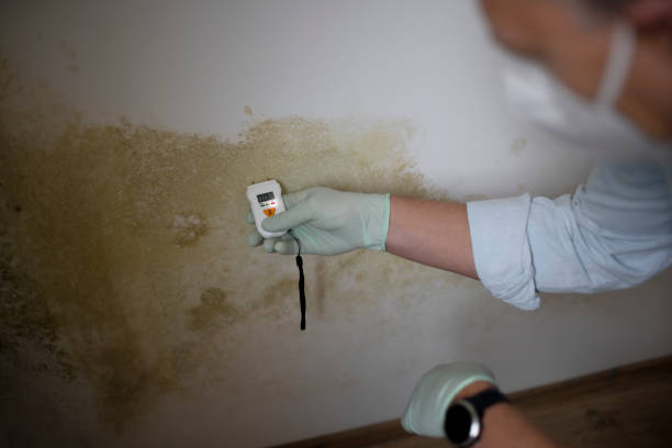 Best Insurance-Related Mold Remediation in Franklin, GA