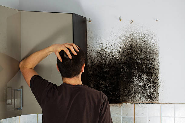 Best Attic Mold Remediation in Franklin, GA