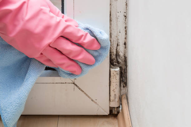 Best Health and Safety Mold Remediation in Franklin, GA